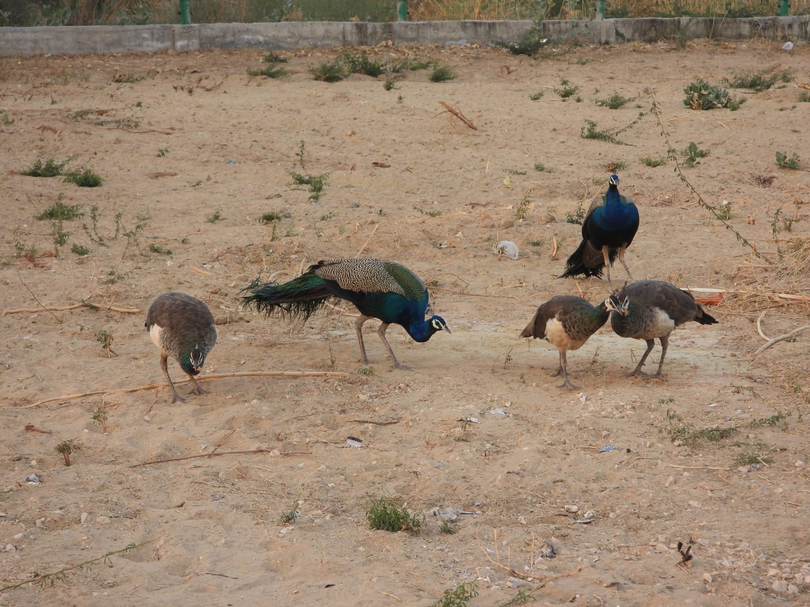 Avifaunal Surveys